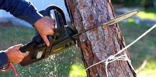 Best Tree Disease Treatment  in Albany, GA