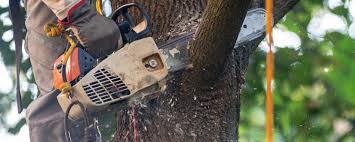 Best Fruit Tree Pruning  in Albany, GA