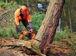 Best Tree Risk Assessment  in Albany, GA