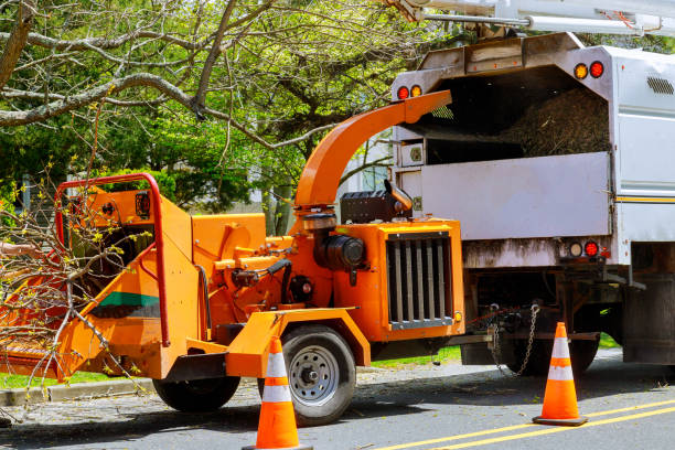 Best Tree Mulching  in Albany, GA