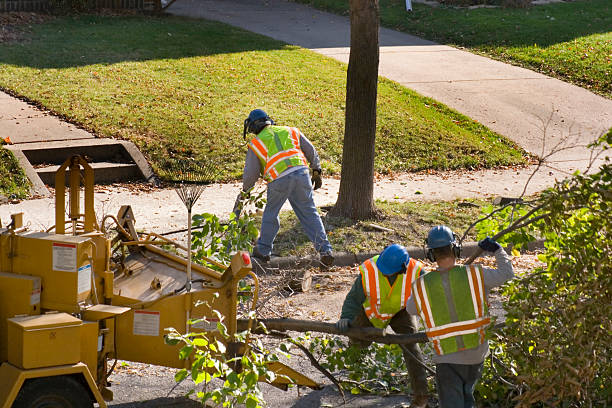 Best Tree Removal  in Albany, GA