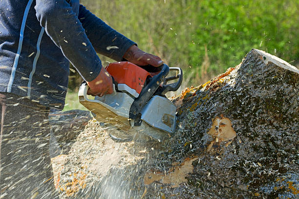  Albany, GA Tree Services Pros